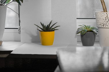 Stüdyoda iç mekan bitkileri çekmek.