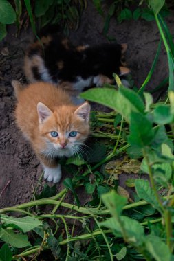 Küçük kızıl kedi çimlerde