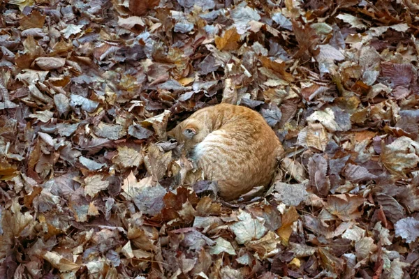 Sonbahar Parkında Renkli Yaprakların Üzerinde Kıvrılıp Yatan Sevimli Kızıl Kedi — Stok fotoğraf