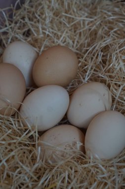 Kırsal bir yuvada samanların üzerinde duran doğal beyaz ve kahverengi tavuk yumurtalarına yakın. Çiftlik taze organik yumurtaları, sağlıklı doğal besin konsepti, pişirme, pişirme ve Paskalya dekorasyonu için mükemmel..