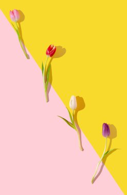 Bölünmüş duoton arka planda Frsh laleleri. Minimum düz konsept yatar