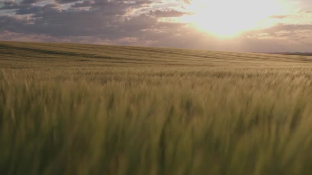 Campo de cevada e sol da manhã — Vídeo de Stock