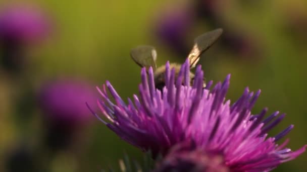 Bee on a flower thistle — Stock Video