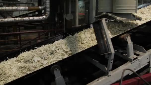 Barbabietola da zucchero schiacciata si muove su un nastro trasportatore. — Video Stock