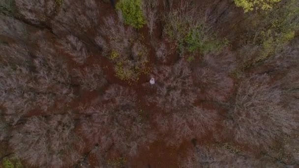 Pasgetrouwden in de liefde lopen door het herfstbos hand in hand. — Stockvideo