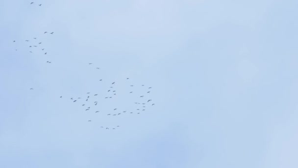 Un grand troupeau de grues tournant dans le ciel. — Video