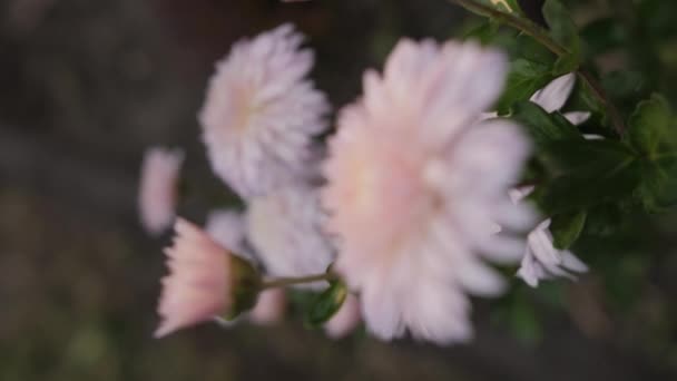 Őszi reggel rózsaszín krizantém virágok harmatcseppekkel. — Stock videók