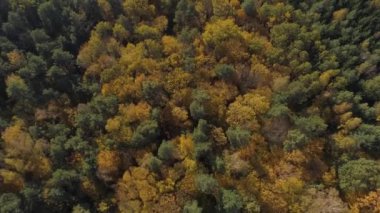 Sonbahar sarı renkli ormanın üzerinde uçmak.