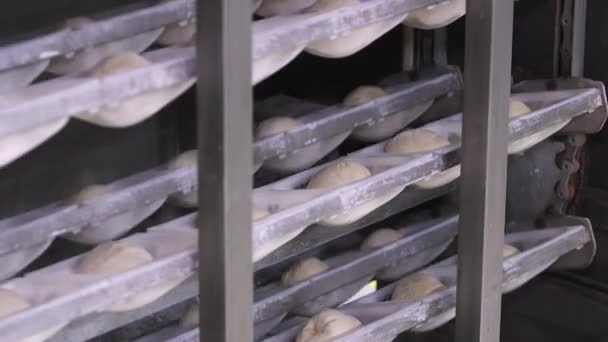 Pane crudo si muove lungo il nastro trasportatore in panetteria. — Video Stock