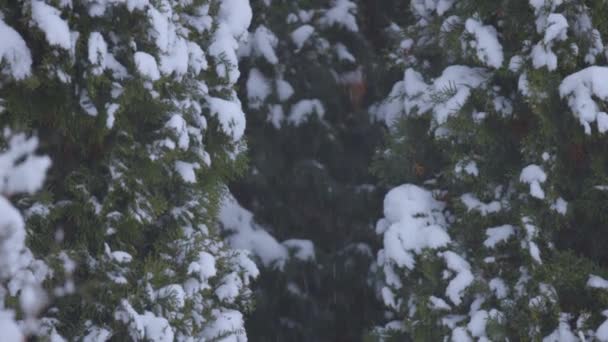 Schneefall auf einem Hintergrund von Thuja-Baum. Hurdelitsa und Wind. — Stockvideo