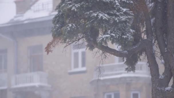 Śnieg pada na tle świerku i architektury budynku. — Wideo stockowe