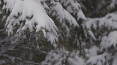 Noel ağacının dalları karla kaplıdır..