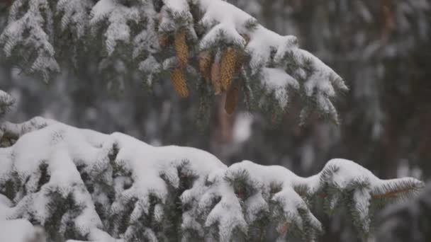 Zimowy dzień. Gałąź świerkowa z szyszkami na tle śnieżycy. Śnieg. — Wideo stockowe