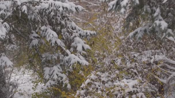 Śnieg na tle świerku i brzozy z żółtymi liśćmi. — Wideo stockowe