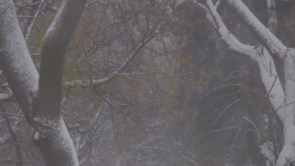 Снегопад на фоне елки. Снежная буря и ветер. — стоковое видео
