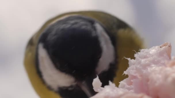 The tit eats lard in the winter frosty period. Visible beak, tongue. — стоковое видео