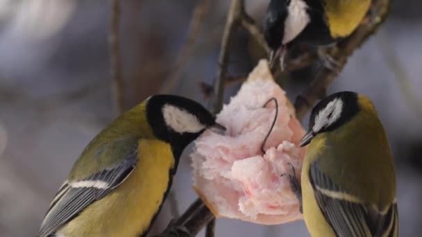 Three tits eat lard hanging from a tree branch in the garden. — ストック動画