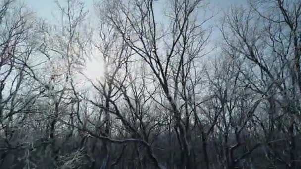 Беспилотник летит в морозный день возле ветвей деревьев. Солнце видно. — стоковое видео