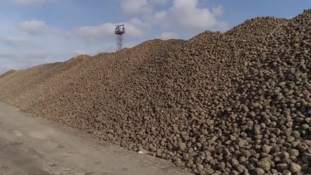 Jesienne sceny. Zbierane buraki cukrowe. Składane w pobliżu cukrowni. — Wideo stockowe