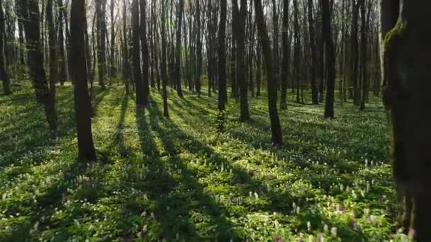 Vårskog. Jorden är täckt med blommande vilda blommor corydalis cava — Stockvideo