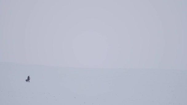 En trött, frusen man med gitarr i ett fodral går på ett snöfält. — Stockvideo