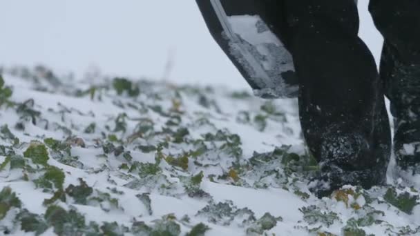 Karlı bir yüzeyde kolza tohumu ekili çizmeli bir adamın adımları.. — Stok video