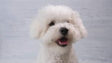 Köpek yavrusu Bichon Frize 'nin portresi. Yakın plan..