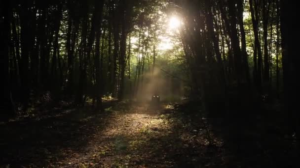 四輪駆動のライダーは、夕方の太陽に照らされた森の道に沿って乗る. — ストック動画