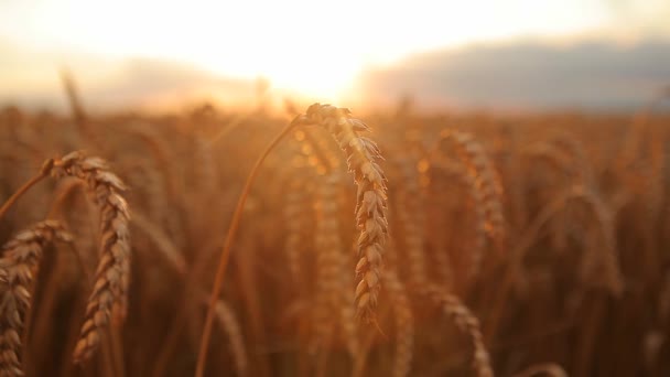 Motion, wheat, sun — Stock Video