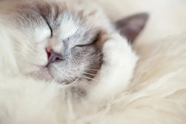 Кот спит закрывая лапу — стоковое фото