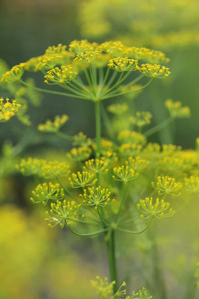 dereotu herb