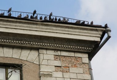 Eski gri evin çatısında güvercin