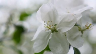 Elma ağacı beyaz çiçek açması içinde esen rüzgar çiçek