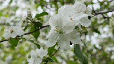 Elma ağacı dalı rüzgarda beyaz çiçek çiçekler