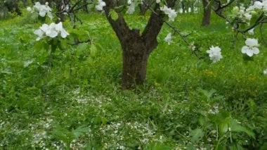 Güzel beyaz çiçekli orhard çiçek açması elma-ağacı