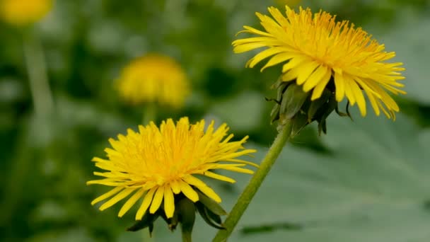 緑の自然背景にタンポポの頭花をつける — ストック動画