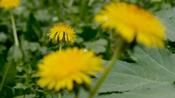 Cabeza de flor de diente de león sobre fondo verde natural — Vídeo de stock