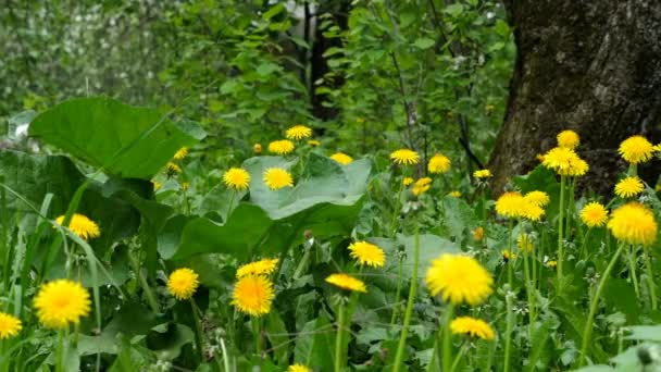 Dientes de león amarillo brillante en el bosque — Vídeo de stock