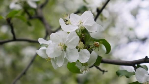 White blossoming flowers on apple tree branch blowing in the wind — Stock Video