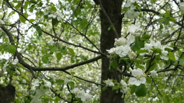 Weiße blühende Blumen auf Apfelbaumzweigen, die im Wind wehen — Stockvideo