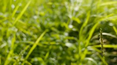 Yaz çayır çiçek ve çim güneşin (No 2)