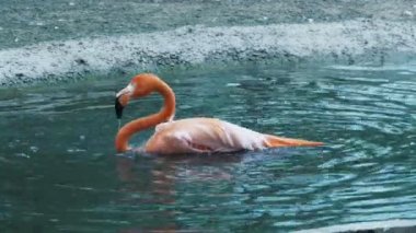 Suda Yüzme flamingo daldırma kafasının içine belgili tanımlık su ve su sıçramalarına