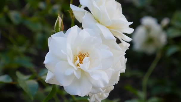 La abeja sobre la flor blanca recoge el néctar de la manzana de miel. Primer plano — Vídeos de Stock