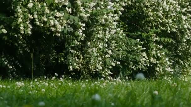 Fleurs de jasmin, de l'été au jour mauvais. Le soleil disparaît derrière les nuages 