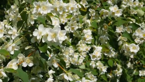 Όμορφα λευκά άνθη γιασεμιού, καλοκαιρινή μέρα. Λουλούδια στον άνεμο (γκρο πλαν) — Αρχείο Βίντεο