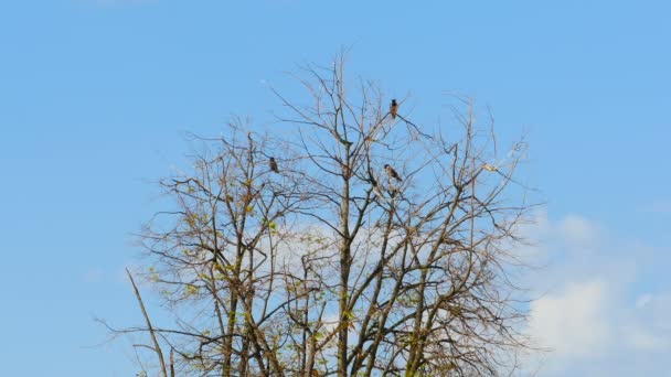 Pássaros sentados em árvore seca, ramos balançando ao vento — Vídeo de Stock