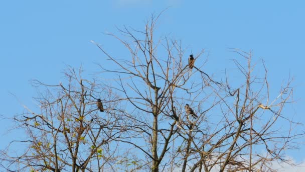 Birds sitting on dry tree, branches swaying in the wind — Stock Video