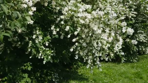 Beautiful jasmine white flowers, summer day. Flowers in the wind — Stock Video