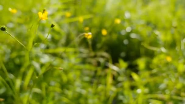 夏天草地鲜花和绿草在阳光下 (无 1) — 图库视频影像