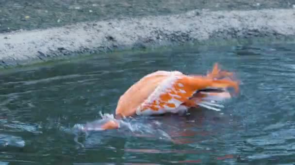 Flamingo baden, Kopf ins Wasser tauchen, kräftig mit den Flügeln wedeln — Stockvideo